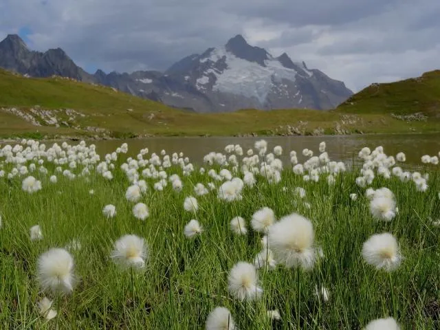 Tour du Mont Blanc Sauvage